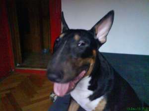 monta bull terrier mascul
