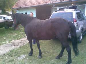 Vand Iapa  Teliu