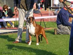 Donez femele boxer