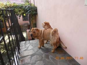 vind shar pei