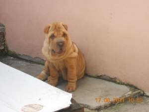 vind shar pei