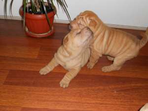vind shar pei
