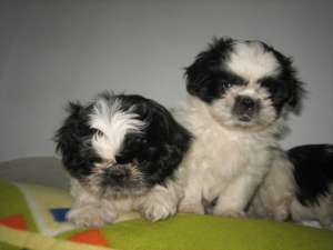 Vand shih tzu