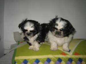 Vand shih tzu