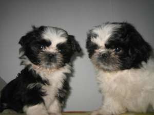 Vand shih tzu