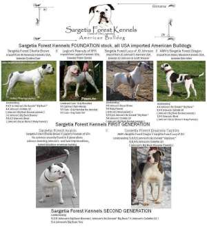 pui din rasa AMERICAN BULLDOG