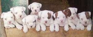 pui din rasa AMERICAN BULLDOG