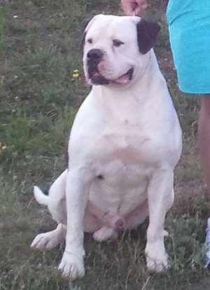 pui din rasa AMERICAN BULLDOG