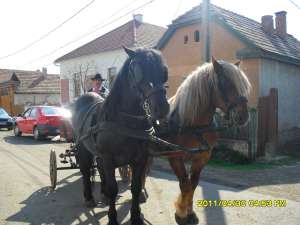 cai de vanzare