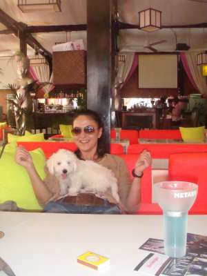 vand  bichon maltez