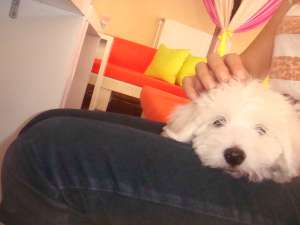 vand  bichon maltez