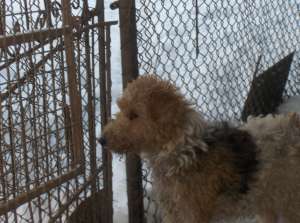 Donez catelusa Fox Terrier