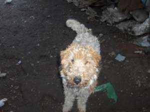 Donez catelusa Fox Terrier