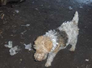 Donez catelusa Fox Terrier