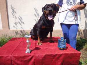 Vand Femela Rottweiler cu Pedigree