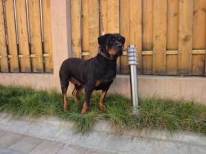 Vand Femela Rottweiler cu Pedigree