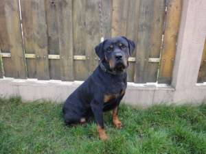 Vand Femela Rottweiler cu Pedigree