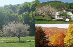 Vand vila submontana