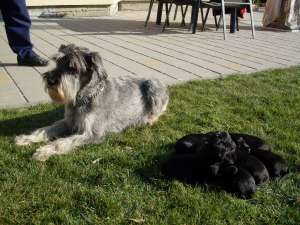 Vand schnauzer mijlociu negru