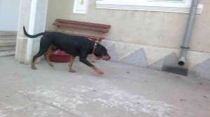 VAND COPOI ARDELENESC SI JAGD TERRIER