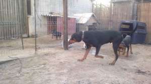 VAND COPOI ARDELENESC SI JAGD TERRIER