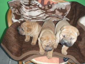 Caini SharPey  pui  catei de rasa   / tel: 0745-521277 /