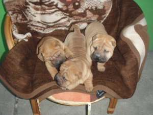 Caini SharPey  pui  catei de rasa   / tel: 0745-521277 /