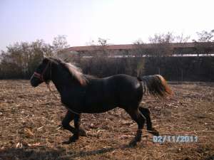 vand armasar sur