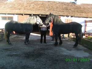 Horse Farm Arad Cai de Vainzare