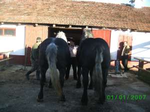 Horse Farm Arad Cai de Vainzare