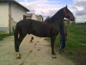 vand cai lipitani