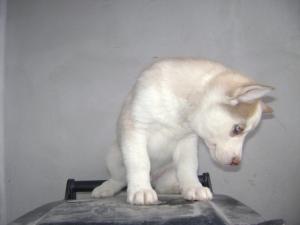 catei husky deosebiti