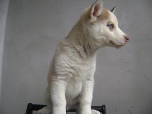 catei husky deosebiti