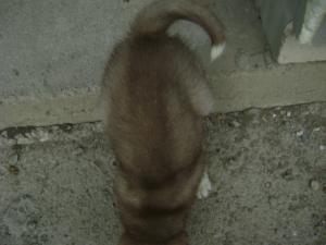 catei husky deosebiti