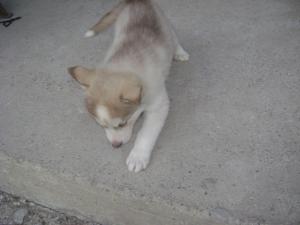 catei husky deosebiti