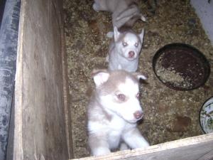 catei husky deosebiti