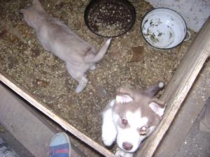 catei husky deosebiti
