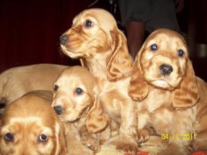 english cocker spaniel