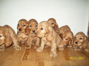 english cocker spaniel