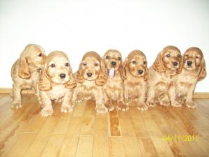 english cocker spaniel