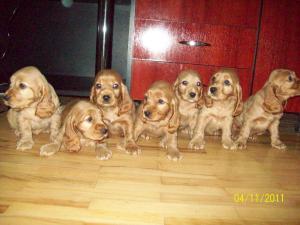 english cocker spaniel