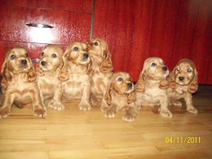 english cocker spaniel