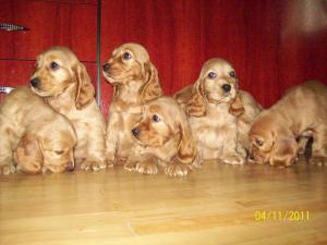 english cocker spaniel