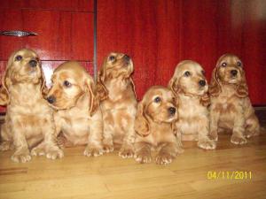 english cocker spaniel