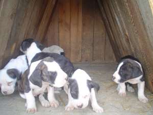 Vand pui de Amstaff