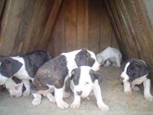 Vand pui de Amstaff