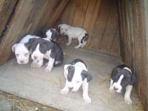 Vand pui de Amstaff