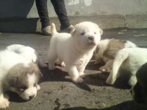 Vand pui Akita Inu
