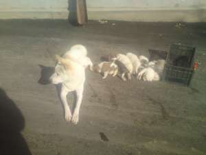 Vand pui Akita Inu