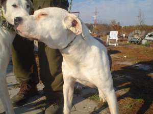 Vind caini rasa Amstaff